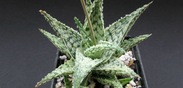 aloe vera in gel da bere Aloe Vera Gel 5 Gallon/19 L