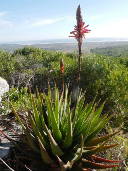 Aloe Succotrina Fynbos Aloe World Of Succulents 0280