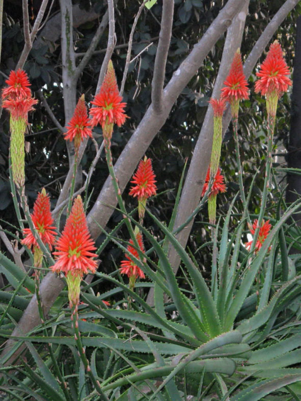 Aloe succotrina (Fynbos Aloe)
