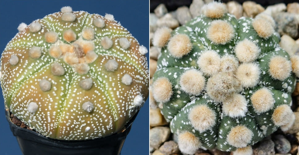 Astrophytum asterias 'Ooibo Kabuto' - World of Succulents