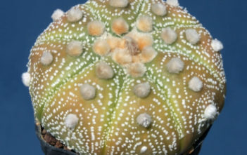 Astrophytum asterias 'Ooibo Kabuto' Astrophytum asterias 'Ooibo Kabuto'