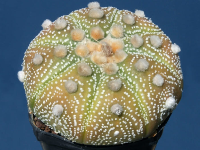 Astrophytum asterias 'Ooibo Kabuto'