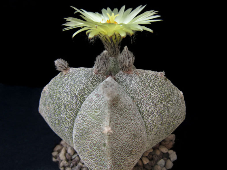 Astrophytum myriostigma var. quadricostatum (Bishop's Cap Cactus)