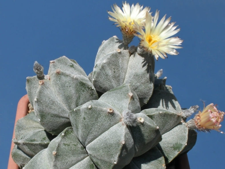 Astrophytum myriostigma var. quadricostatum (Bishop's Cap Cactus)