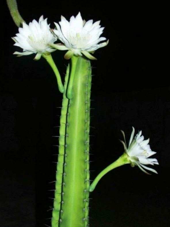 Cereus stenogonus (Narrow-angled Cereus)