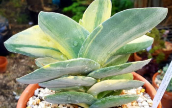 Crassula perfoliata var. minor f. variegata (Variegated Airplane Plant) Crassula perfoliata var. minor f. variegata (Variegated Airplane Plant) aka Crassula falcata f. variegata