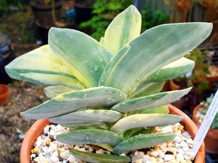 Crassula perfoliata var. minor f. variegata (Variegated Airplane Plant) aka Crassula falcata f. variegata