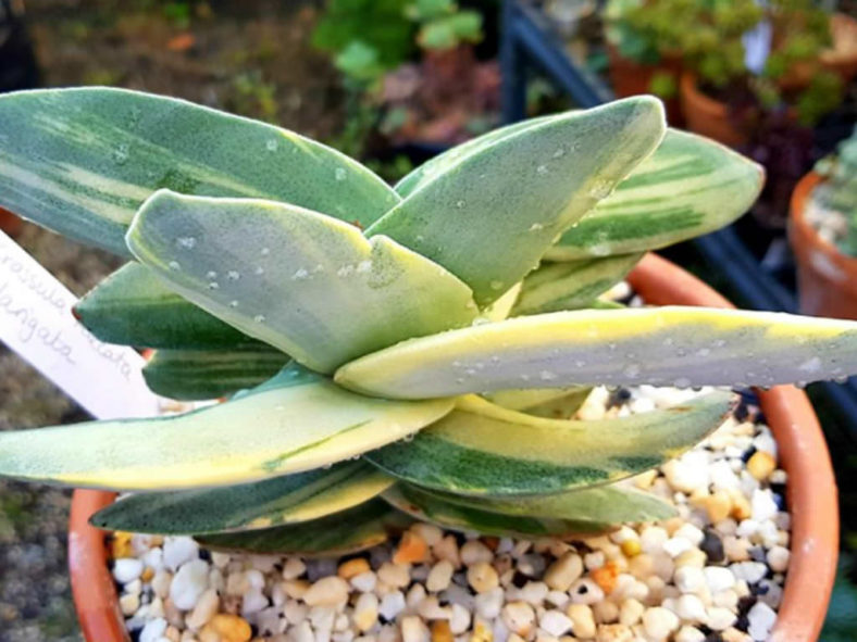 Crassula perfoliata var. minor 'Variegata' (Variegated Propeller Plant) aka Crassula falcata 'Variegata'