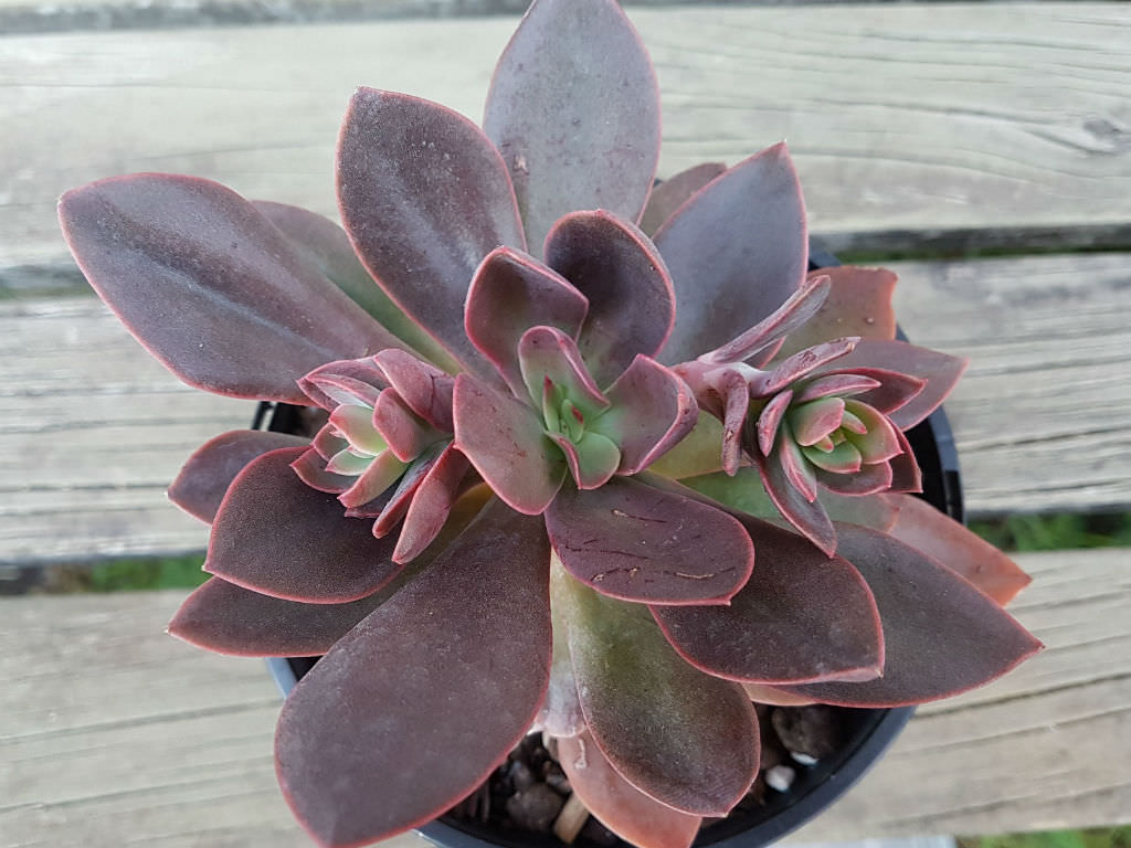 Echeveria  Hanaikada  World Succulents