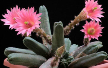 Echinocereus scheeri var. gentryi 'Cucumis' Echinocereus scheeri var. gentryi 'Cucumis'