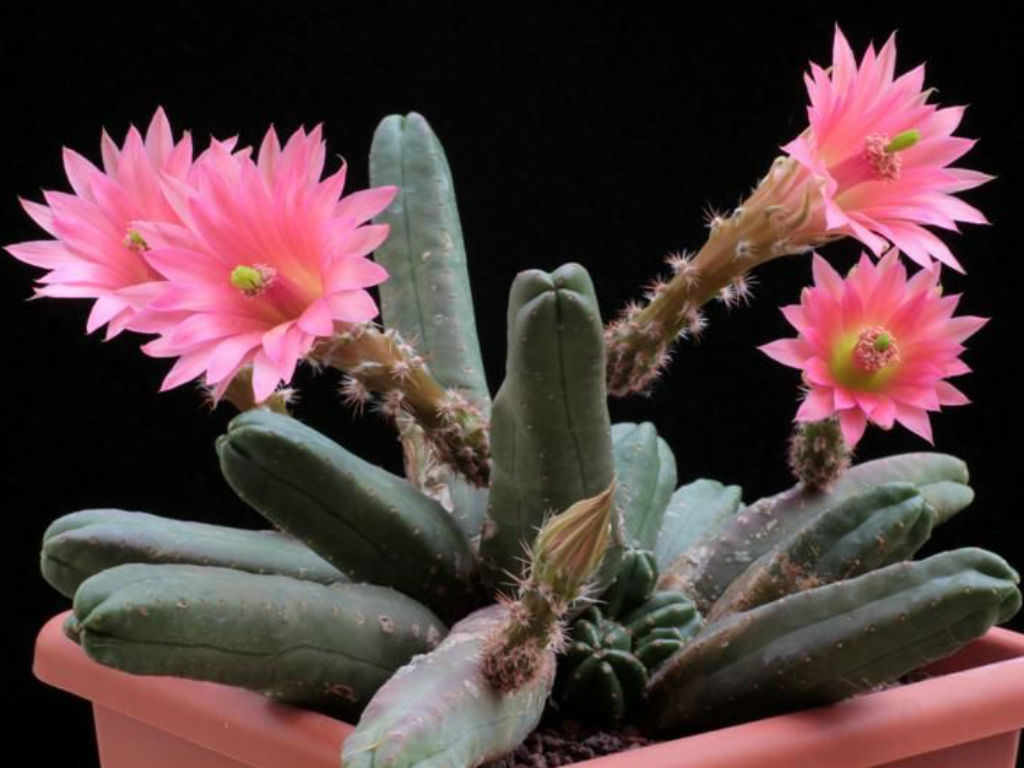 Echinocereus scheeri subsp. gentryi 'Cucumis' - World of Succulents