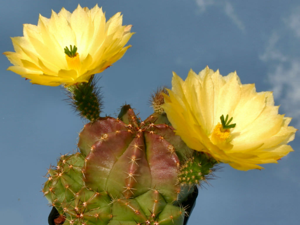Echinocereus subinermis - World of Succulents