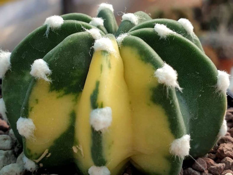 Echinopsis subdenudata 'Variegata'