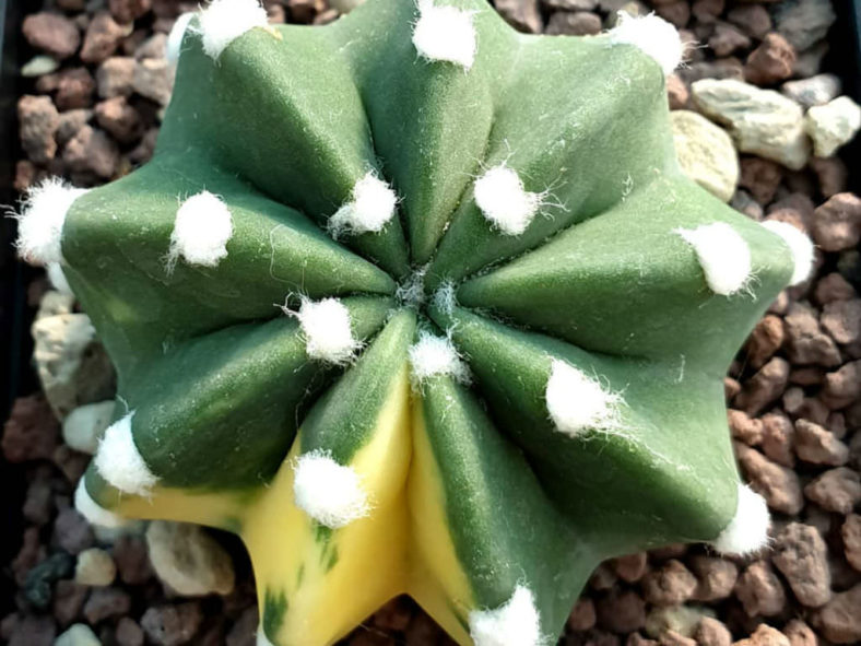 Echinopsis subdenudata 'Variegata'