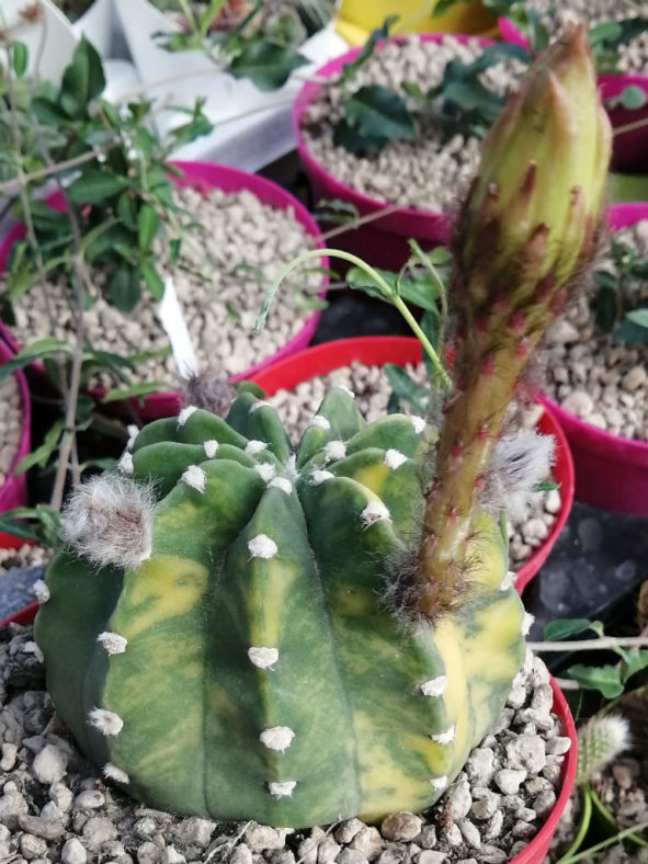 Echinopsis subdenudata 'Variegata'