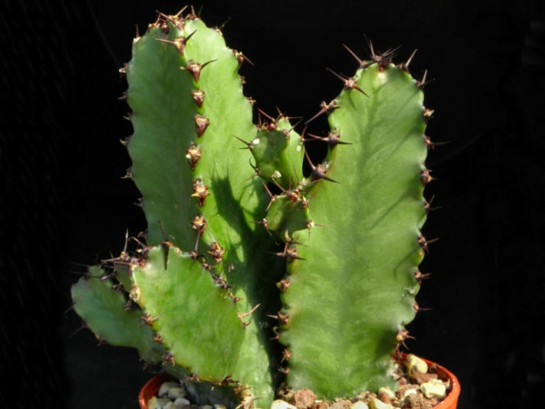 Euphorbia confinalis (Lebombo Euphorbia)