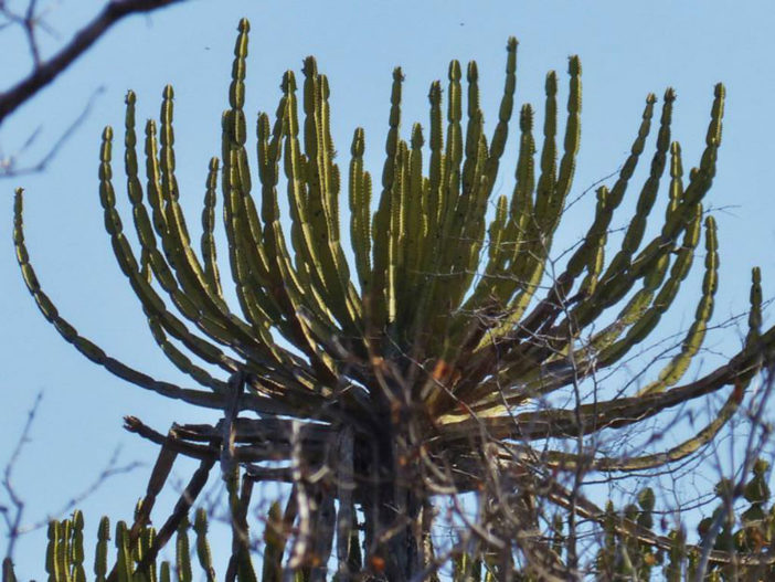 Euphorbia confinalis (Lebombo Euphorbia)