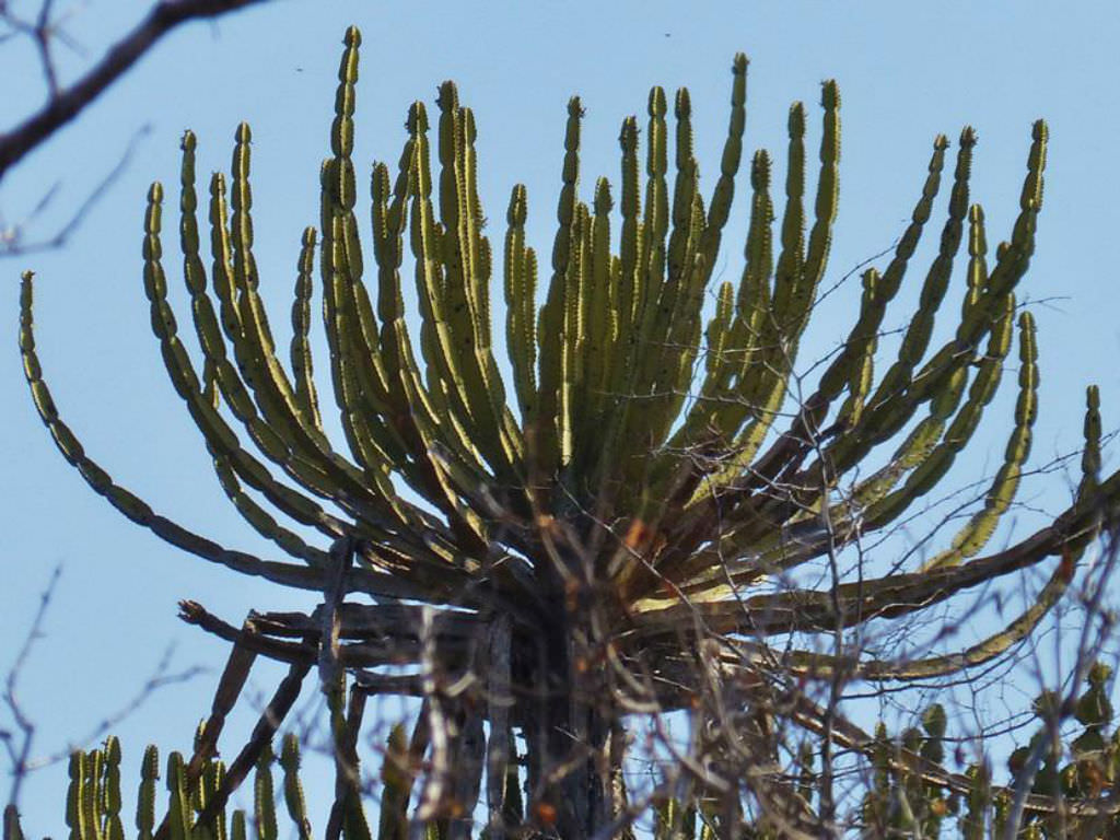 Euphorbia confinalis (Lebombo Euphorbia) - World of Succulents