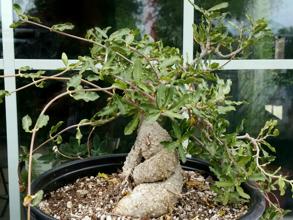 Fockea edulis (Hottentot Bread)