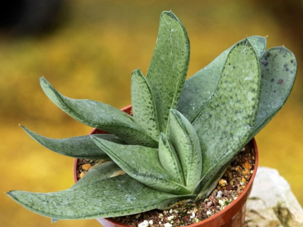 Gasteria gracilis - World of Succulents