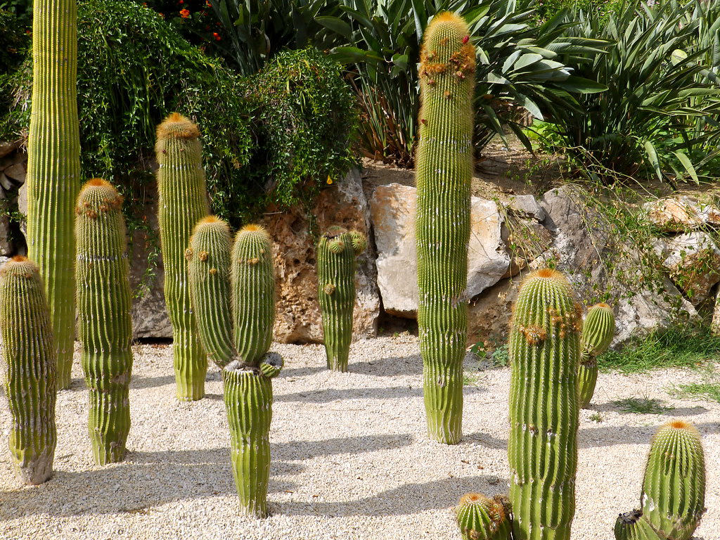 Neoraimondia Arequipensis - Big Bed of Straw - Rare Weird Cactus