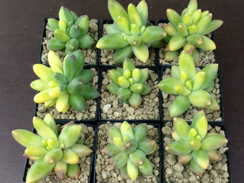 Pachyphytum compactum 'Variegatum'