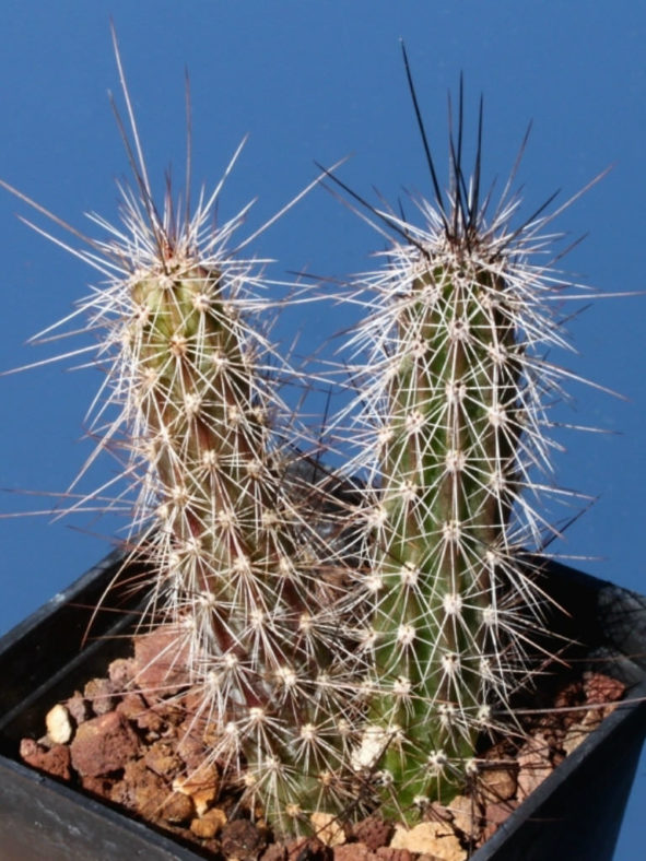 Peniocereus serpentinus (Snake Cactus)