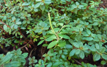 Peperomia rubella Peperomia rubella