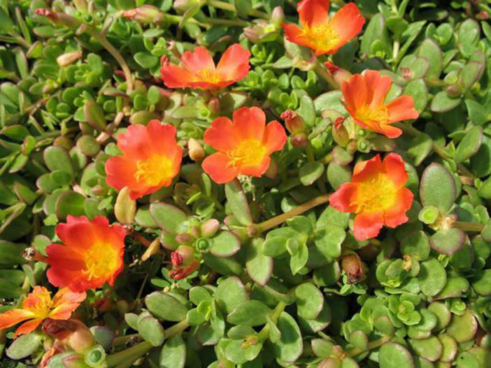 Portulaca Oleracea Balriorg Purslane World Of Succulents 