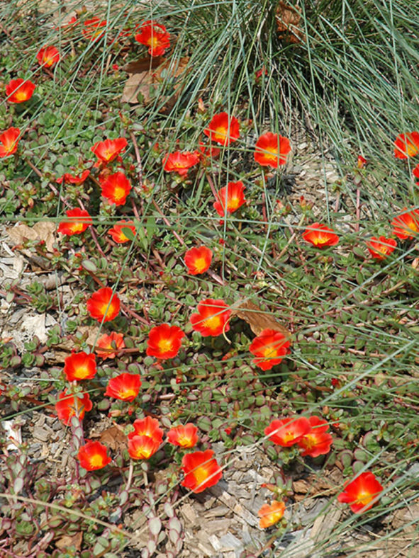 Portulaca oleracea 'Balriorg' (Purslane) aka Portulaca oleracea 'Rio Orange'