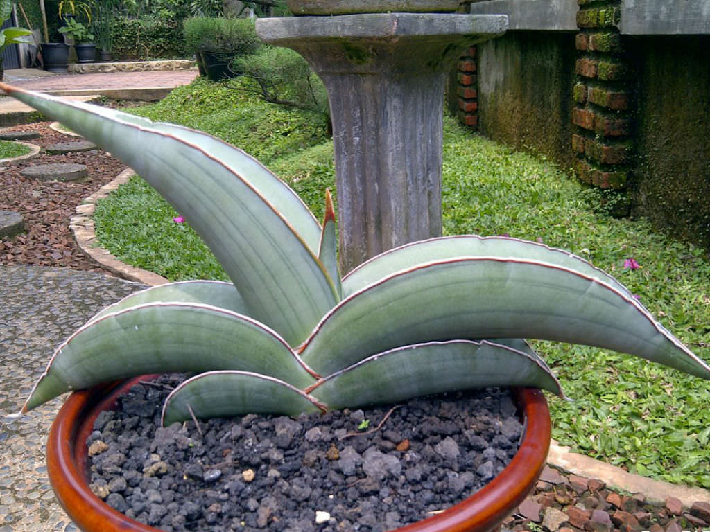 Sansevieria ehrenbergii 'Banana' - World of Succulents