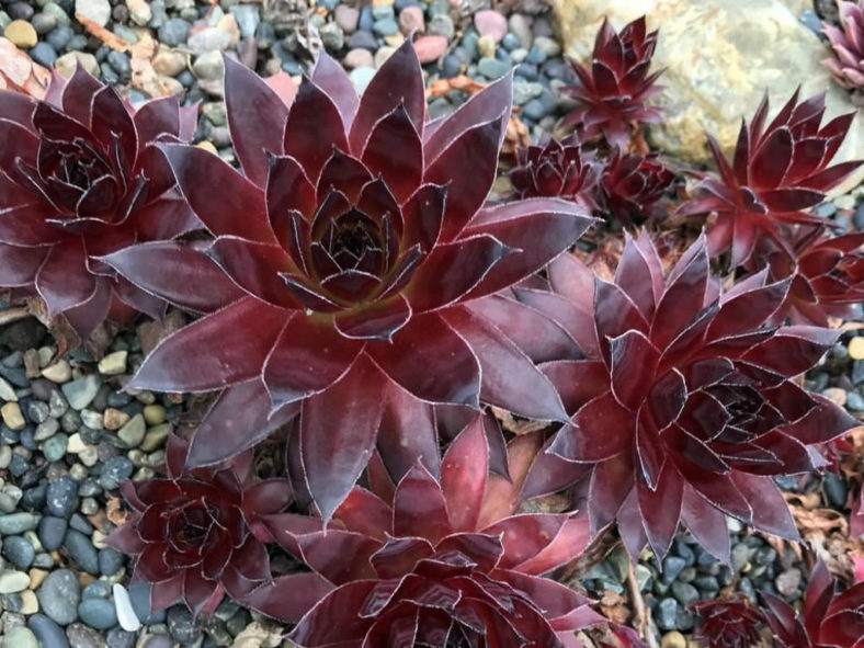 Sempervivum 'Fashion Diva' aka Sempervivum 'Strawberry Kiwi'