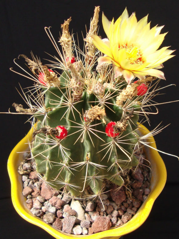 Thelocactus setispinus (Miniature Barrel Cactus)