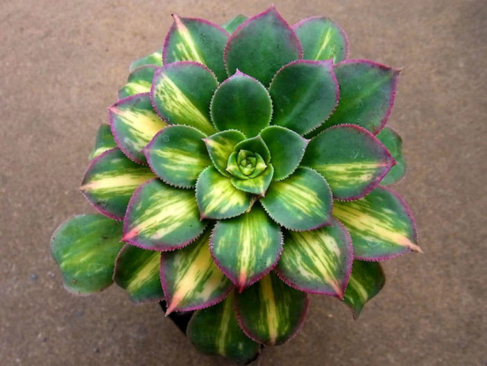 Aeonium 'Moonburst'