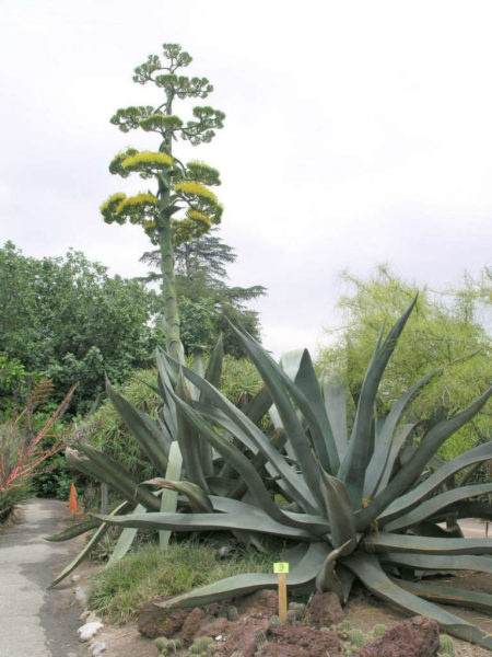 Pépinière Fiche Agave Mapisaga - Foto 9
