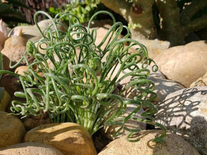 Albuca namaquensis (Spiral Grass)