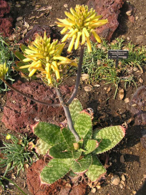 Aloe maculata 'Yellow Form' (Yellow Soap Aloe)