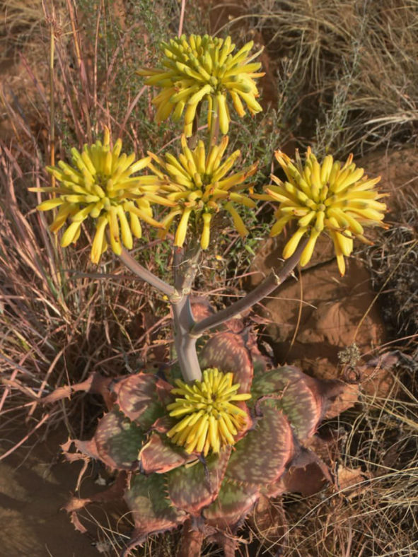 Aloe maculata 'Yellow Form' (Yellow Soap Aloe)
