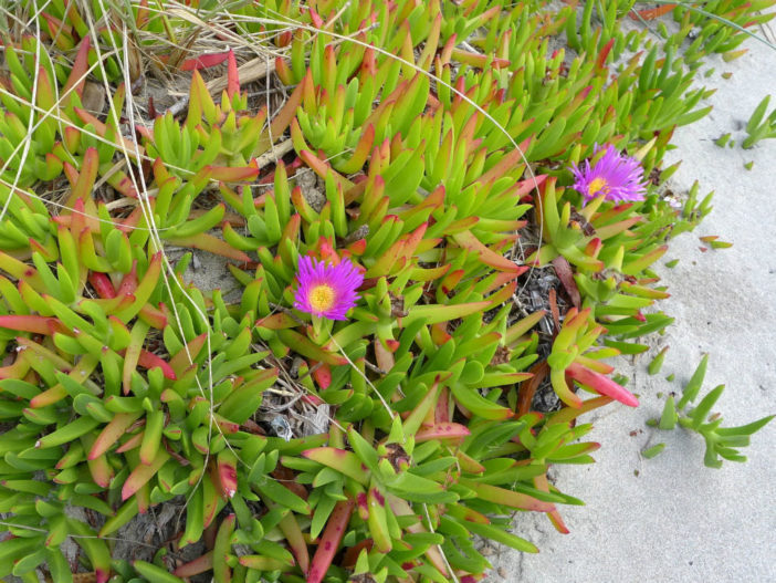 Carpobrotus chilensis (Chilean Sea Fig)