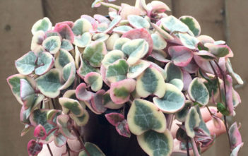 Ceropegia linearis subsp. woodii f. variegata (Variegated Chain of Hearts) Ceropegia linearis subsp. woodii f. variegata (Variegated Chain of Hearts) aka Ceropegia woodii f. variegata
