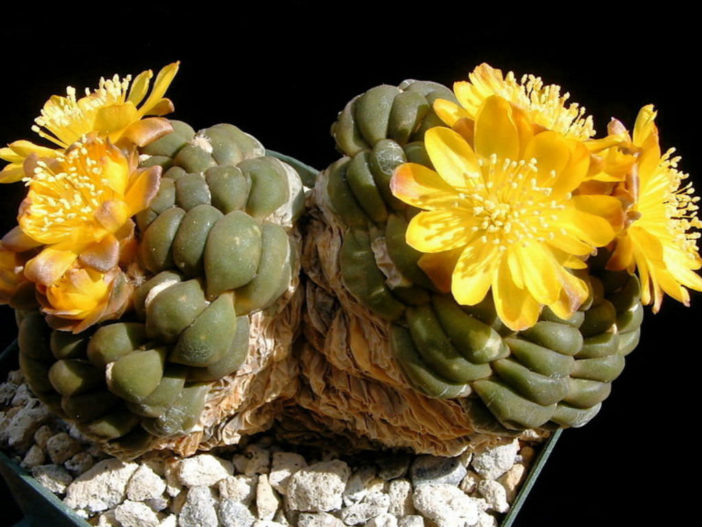Cintia knizei aka Rebutia cintia