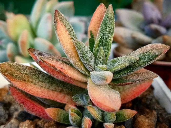 Crassula 'Justus Corderoy' f. variegata