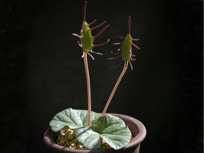 Dorstenia barnimiana