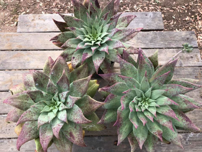 Dudleya gatesii