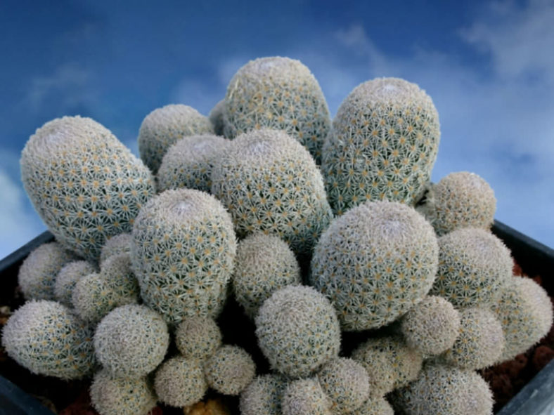 Epithelantha micromeris subsp. polycephala (Button Cactus)