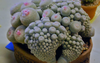 Epithelantha micromeris subsp. polycephala (Button Cactus) Epithelantha micromeris subsp. polycephala (Button Cactus)