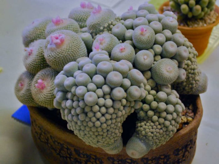 Epithelantha micromeris subsp. polycephala (Button Cactus)