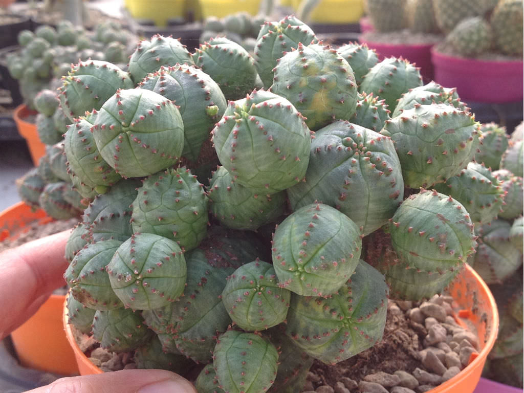 Euphorbia Pseudoglobosa 