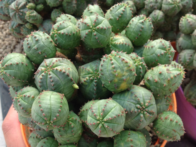 Euphorbia pseudoglobosa (False Globose Spurge)