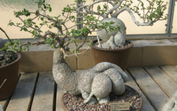 How to Grow and Care for Fockea Fockea crispa